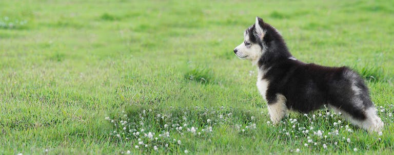 How to Train a Puppy to Stand Tall How to Train a Puppy to Stand Tall